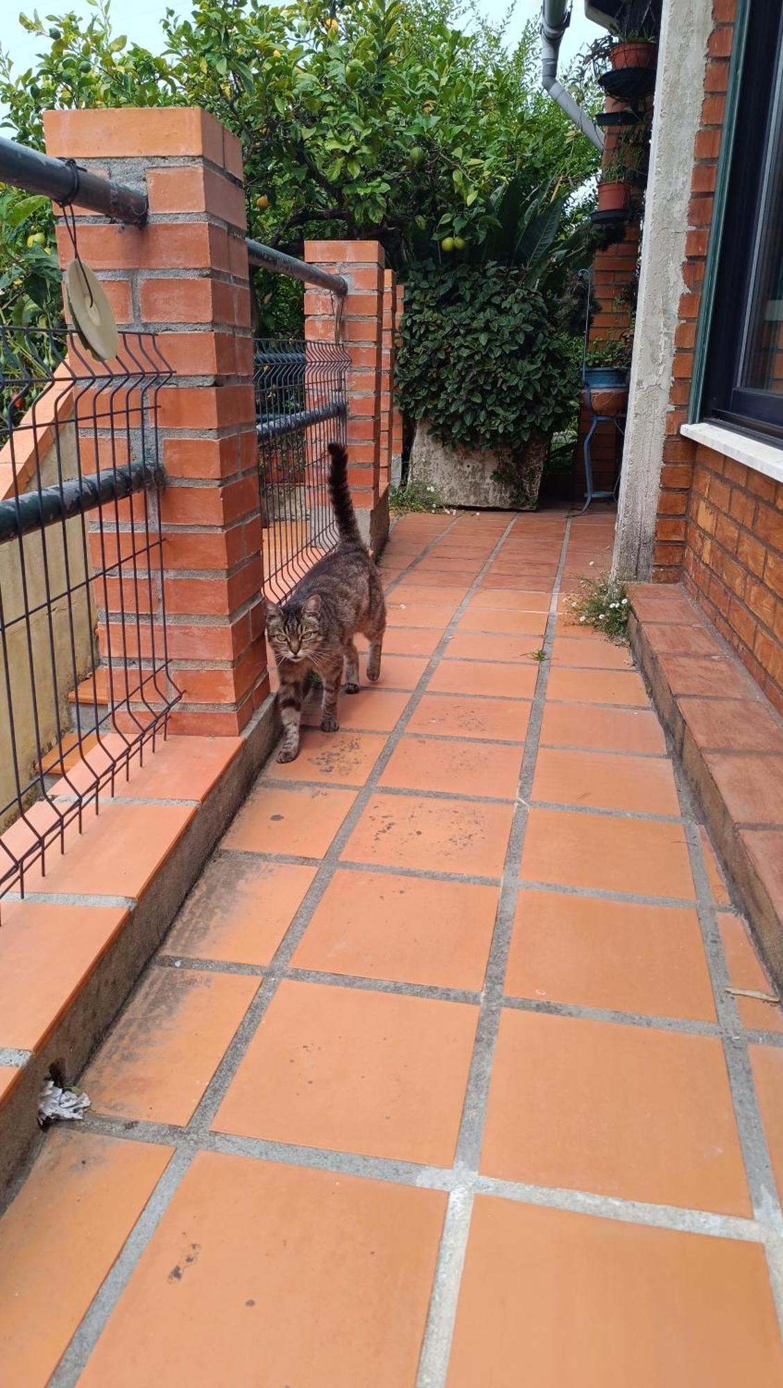 O Cantinho Alojamento Local Villa Luso  Bagian luar foto